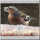 Fringilla coelebs - Buchfink m17.jpg